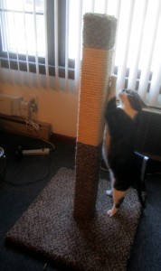 Finished Cat Scratching Post